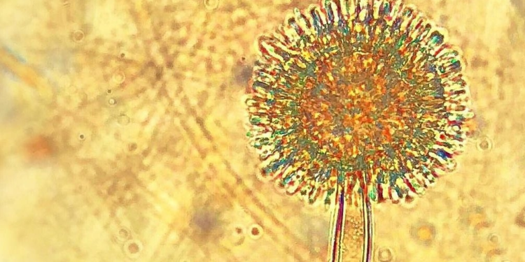 Establecen límites máximos de toxinas para alimentos a base de cereales: Las empresas cuentan con dos años para cumplir la nueva exigencia