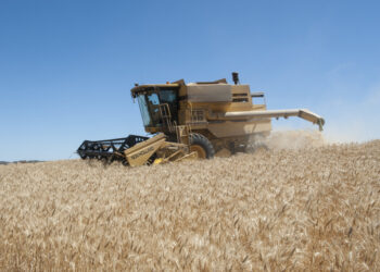 ¿Cuál sería el precio del trigo disponible si no existiese la “retención cambiaria”?