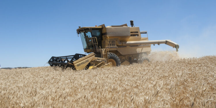 ¿Cuál sería el precio del trigo disponible si no existiese la “retención cambiaria”?