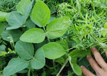 La historia detrás de la foto: ¿Qué hacen la vicia, el trigo y la soja todos juntos en un lote?