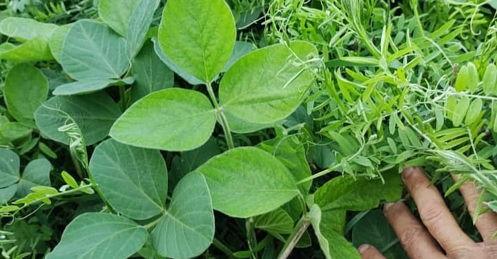 La historia detrás de la foto: ¿Qué hacen la vicia, el trigo y la soja todos juntos en un lote?