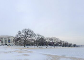 Factor bajista: El USDA proyectó que este año los productores estadounidenses sembrarán soja hasta en las macetas