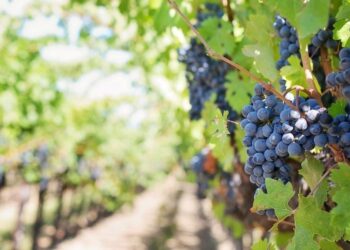 El gobierno de Mendoza intervino el mercado agropecuario: Pero lo hizo a favor de los productores