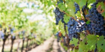 El gobierno de Mendoza intervino el mercado agropecuario: Pero lo hizo a favor de los productores