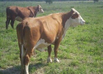 La lección del 2020: en plena pandemia se logró incrementar la exportación de proteínas animales sin resignar consumo interno