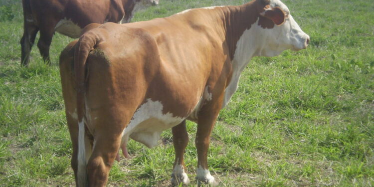 La lección del 2020: en plena pandemia se logró incrementar la exportación de proteínas animales sin resignar consumo interno