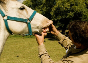 El Senasa abrió una consulta pública para actualizar la vigilancia y notificación de enfermedades animales