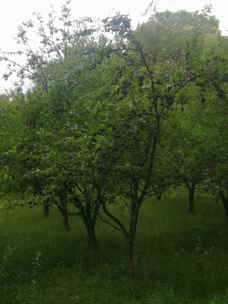 Evelaine y su bella familia elaboran vinagres biodinámicos en toneles de roble, mientras cabalgan bajo la luz de la luna