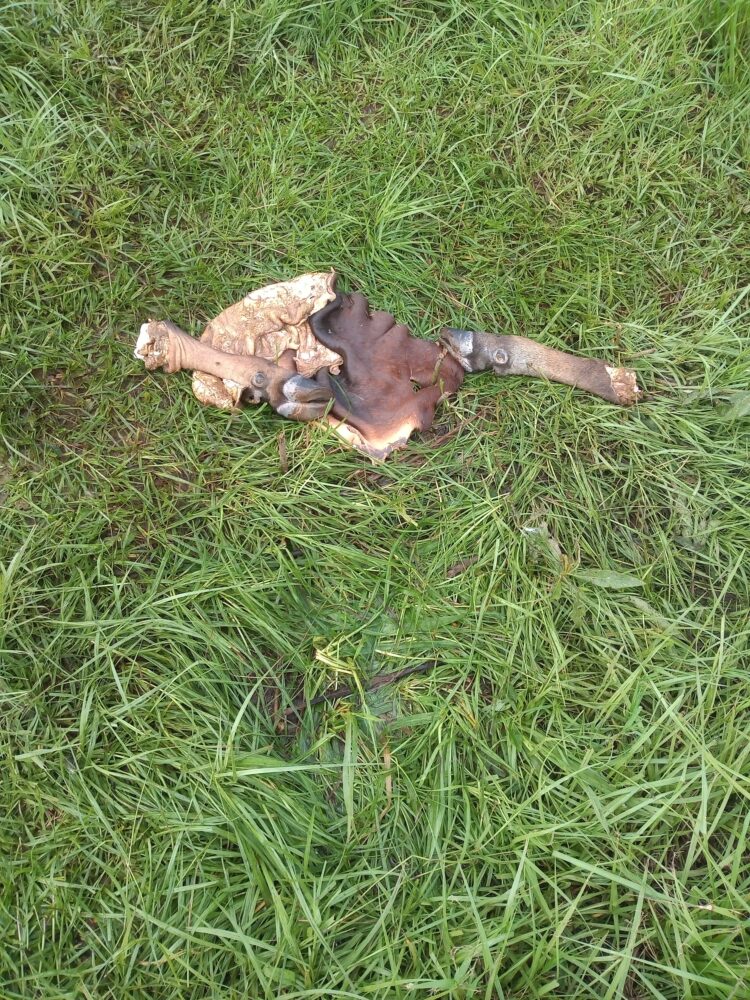 Cuatrerismo e inseguridad rural en Misiones: Ante la falta de respuesta de la gobernación, los productores amenazan con usar armas