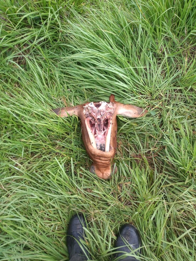 Cuatrerismo e inseguridad rural en Misiones: Ante la falta de respuesta de la gobernación, los productores amenazan con usar armas