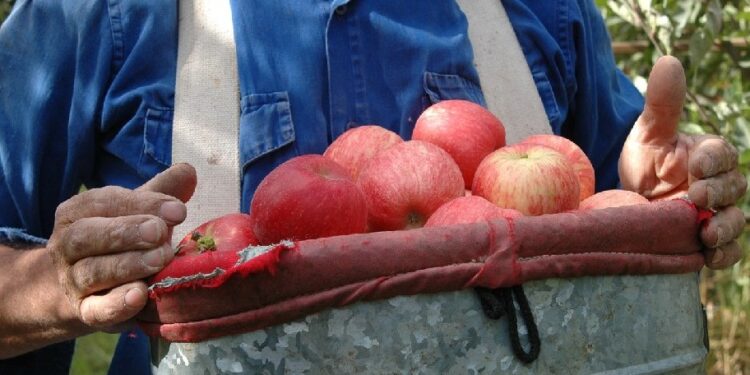 Una crónica para entender, con la nueva cosecha en marcha, la disparidad de situaciones en la fruticultura del Alto Valle