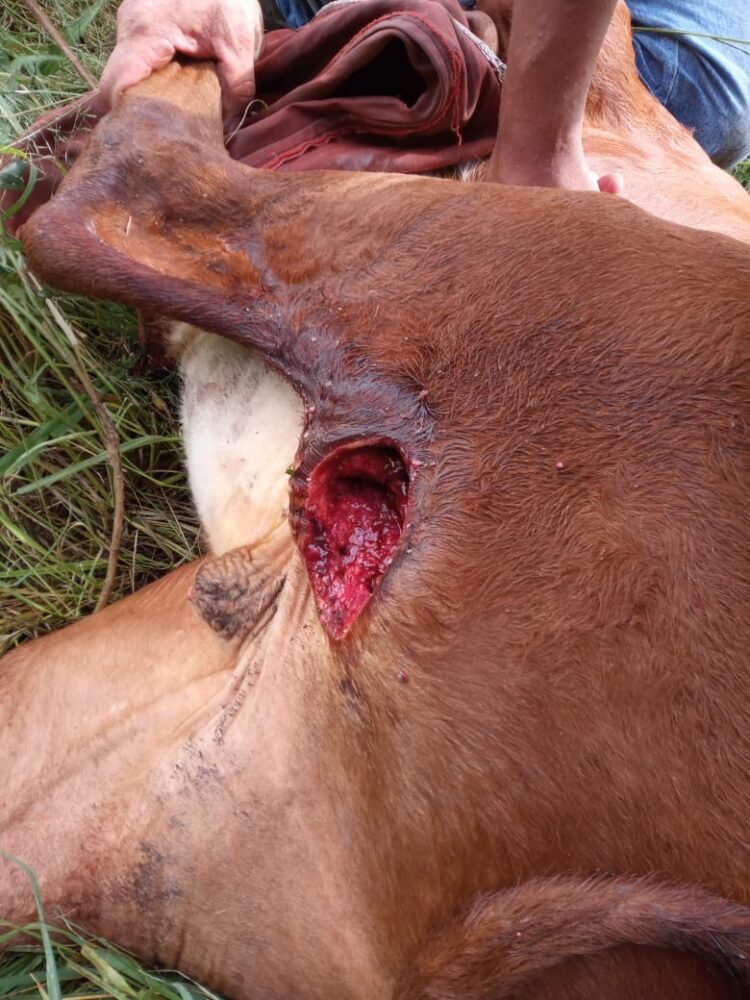 Cuatrerismo e inseguridad rural en Misiones: Ante la falta de respuesta de la gobernación, los productores amenazan con usar armas