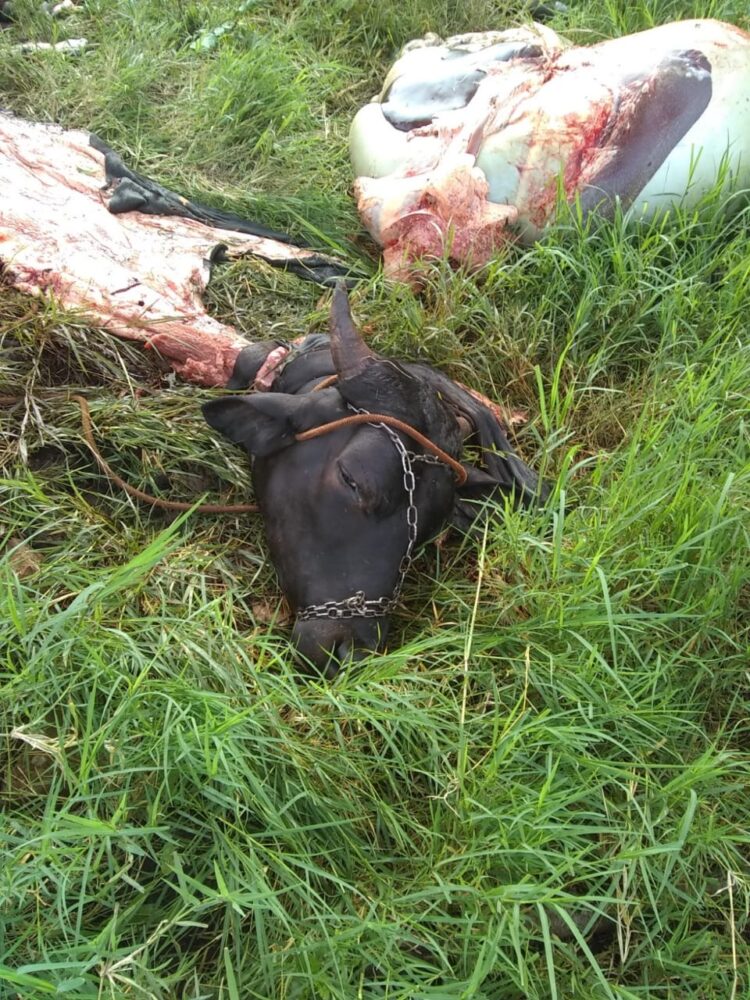 Cuatrerismo e inseguridad rural en Misiones: Ante la falta de respuesta de la gobernación, los productores amenazan con usar armas