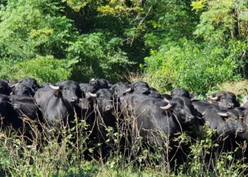A pesar de los numerosos beneficios que tiene criarlos, los búfalos sólo representan el 0,4% del total de cabezas bovinas que tiene el país