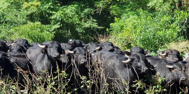 A pesar de los numerosos beneficios que tiene criarlos, los búfalos sólo representan el 0,4% del total de cabezas bovinas que tiene el país