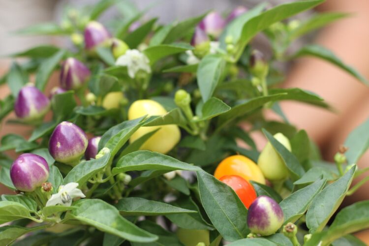 ¿Qué son los jardines medicinales? Julián promueve un modelo que se adapta a la terraza o el balcón de la dama y el caballero