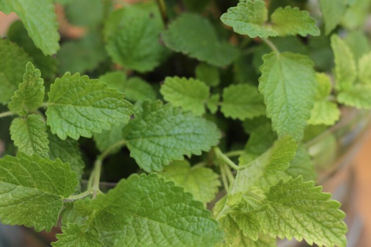 ¿Qué son los jardines medicinales? Julián promueve un modelo que se adapta a la terraza o el balcón de la dama y el caballero