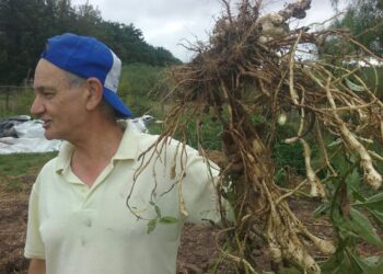 Antonio Lattuca fue pionero de la agroecología urbana en Rosario: Con 70 años, ahora apuesta a demostrar que se puede hacer a escala extensiva
