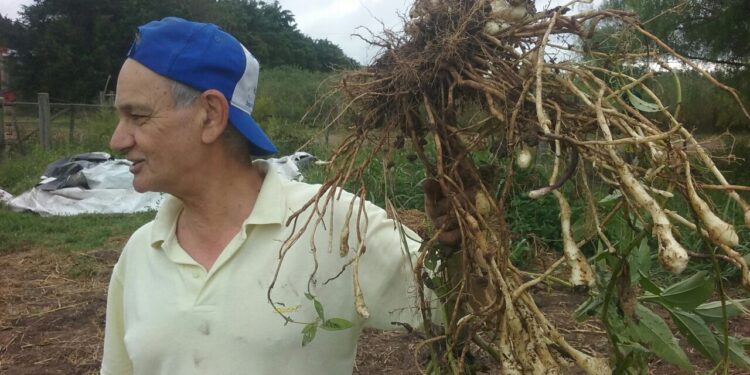 Antonio Lattuca fue pionero de la agroecología urbana en Rosario: Con 70 años, ahora apuesta a demostrar que se puede hacer a escala extensiva