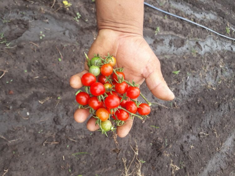 Una visita al corazón de la UTEP en Navarro: “Antes los vecinos nos veían como planeros y con desprecio, pero con el tiempo demostramos que las huertas dignifican”
