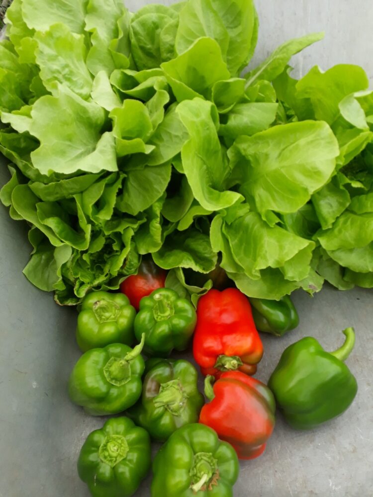Una visita al corazón de la UTEP en Navarro: “Antes los vecinos nos veían como planeros y con desprecio, pero con el tiempo demostramos que las huertas dignifican”