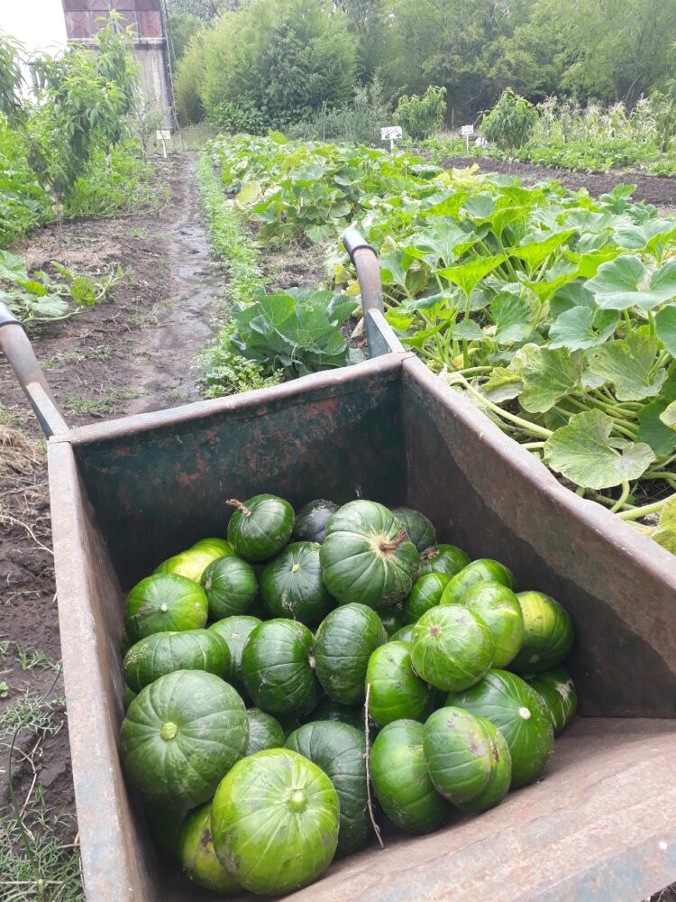 Una visita al corazón de la UTEP en Navarro: “Antes los vecinos nos veían como planeros y con desprecio, pero con el tiempo demostramos que las huertas dignifican”