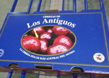 Los Antiguos: Quiénes son los productores frutícolas argentinos más australes del país que quieren tener su propia denominación de origen para cerezas