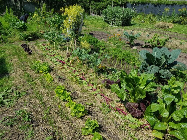 Historias de la huerta: Nicolás Martínez enseña “no solo a producir alimentos saludables sino también nuestras propias semillas e insumos, para no depender de nadie”