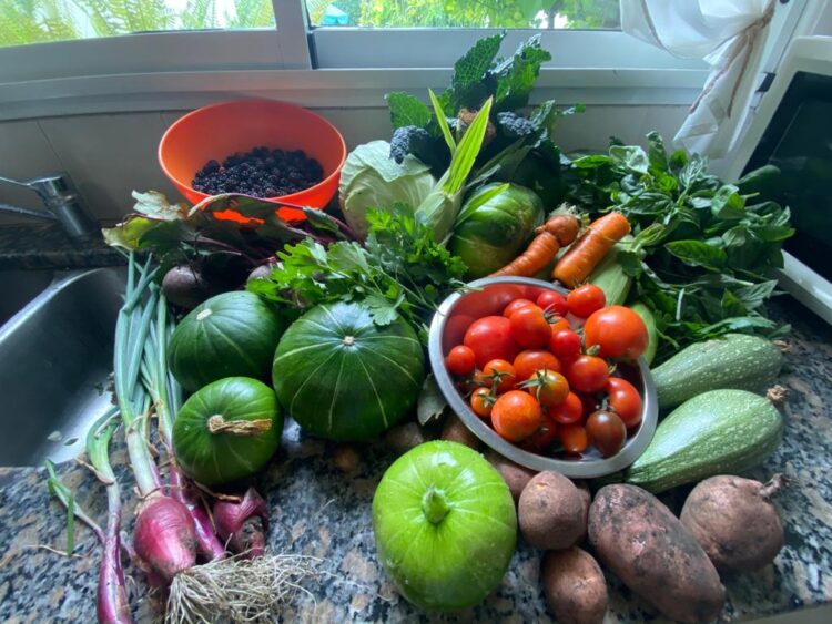 Historias de la huerta: Nicolás Martínez enseña “no solo a producir alimentos saludables sino también nuestras propias semillas e insumos, para no depender de nadie”