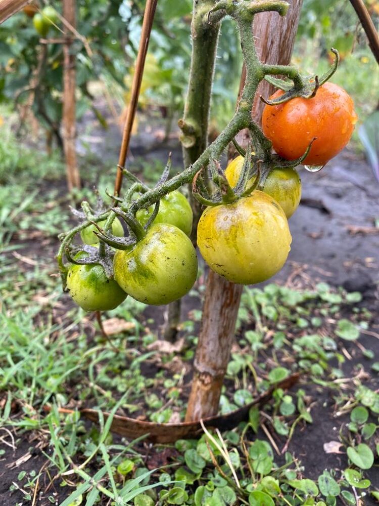 Historias de la huerta: Nicolás Martínez enseña “no solo a producir alimentos saludables sino también nuestras propias semillas e insumos, para no depender de nadie”