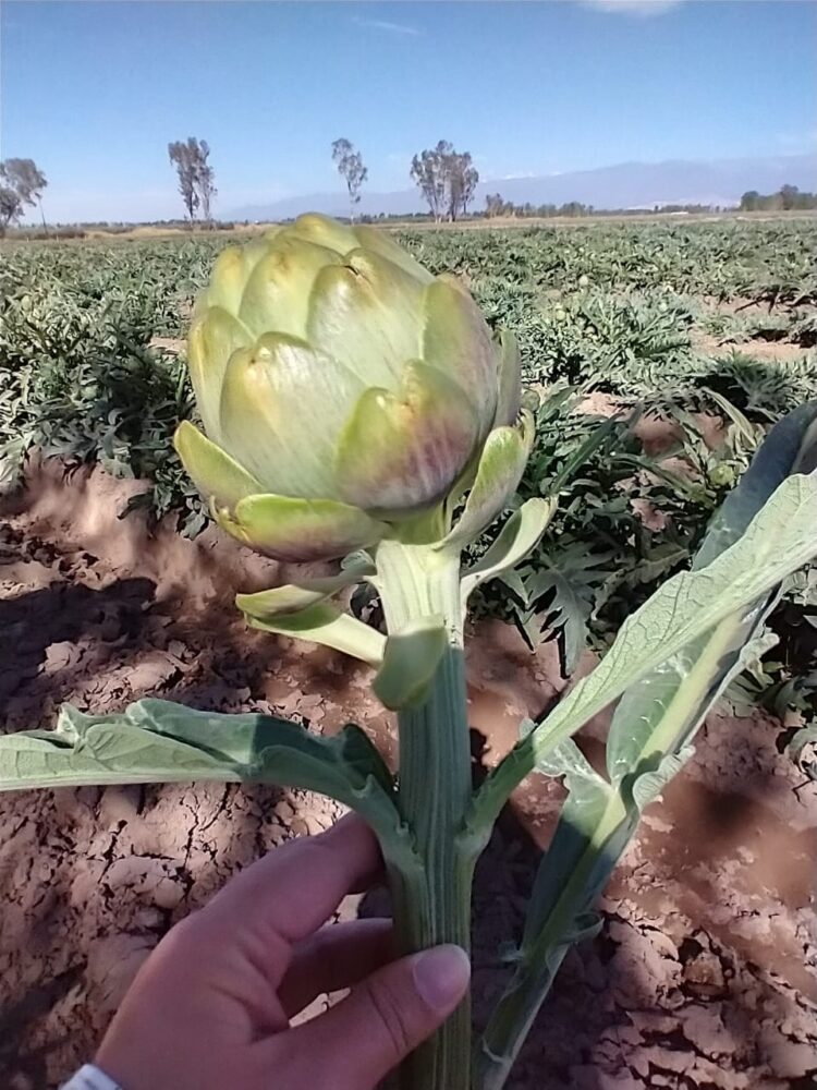 Ignacio produce alcauciles agroecológicos en Mendoza, lanzó una línea gourmet y dice que el consumo crece cada vez más