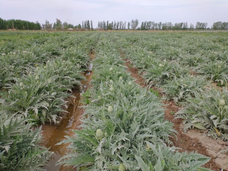 Ignacio produce alcauciles agroecológicos en Mendoza, lanzó una línea gourmet y dice que el consumo crece cada vez más