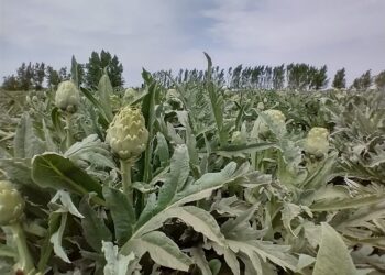 Ignacio produce alcauciles agroecológicos en Mendoza, lanzó una línea gourmet y dice que el consumo crece cada vez más