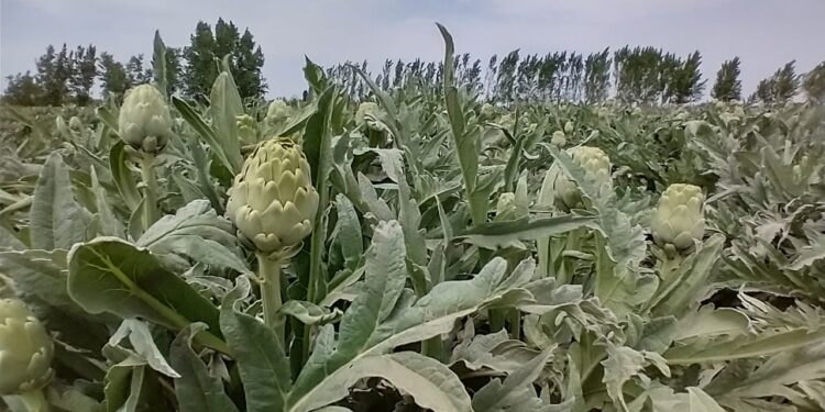 Ignacio produce alcauciles agroecológicos en Mendoza, lanzó una línea gourmet y dice que el consumo crece cada vez más