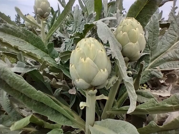 Ignacio produce alcauciles agroecológicos en Mendoza, lanzó una línea gourmet y dice que el consumo crece cada vez más