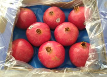 Arrancó una nueva temporada de cosecha de granada: Argentina se posiciona entre los principales productores del hemisferio sur