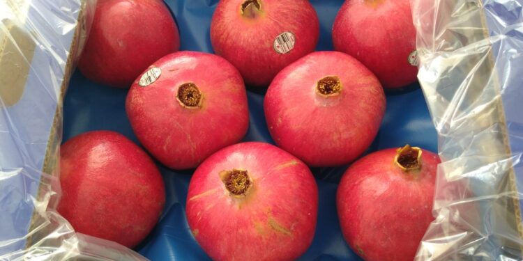 Arrancó una nueva temporada de cosecha de granada: Argentina se posiciona entre los principales productores del hemisferio sur