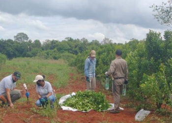 “En Buenos Aires hay desempleo y acá no conseguimos gente para trabajar”, advierte el productor yerbatero Luis Mancini