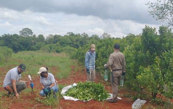 “En Buenos Aires hay desempleo y acá no conseguimos gente para trabajar”, advierte el productor yerbatero Luis Mancini