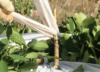 “En Buenos Aires hay desempleo y acá no conseguimos gente para trabajar”, advierte el productor yerbatero Luis Mancini