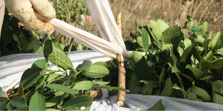 “En Buenos Aires hay desempleo y acá no conseguimos gente para trabajar”, advierte el productor yerbatero Luis Mancini
