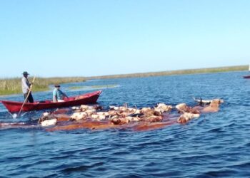 Mingo Ávalos cría vacas estero adentro y recibe turistas que quieren saber cómo es eso del arreo acuático