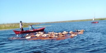 Mingo Ávalos cría vacas estero adentro y recibe turistas que quieren saber cómo es eso del arreo acuático