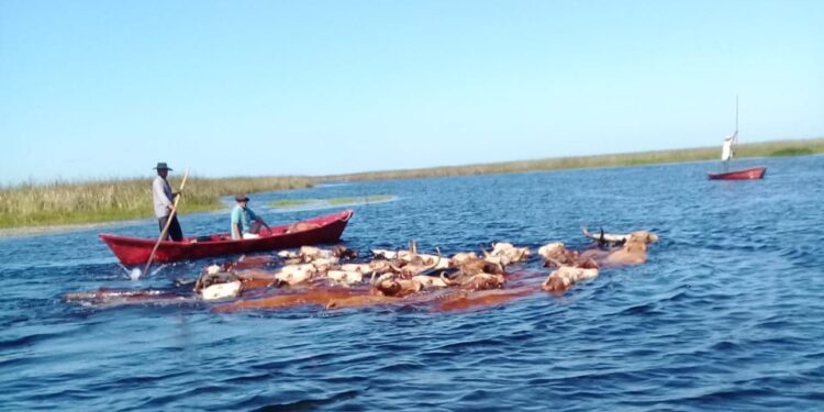 Mingo Ávalos cría vacas estero adentro y recibe turistas que quieren saber cómo es eso del arreo acuático