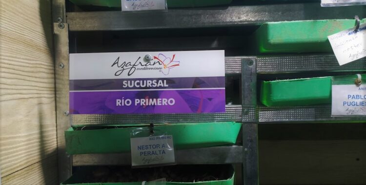 Entre las sierras de Córdoba funciona una especie de bóveda para atesorar… bulbos de azafrán