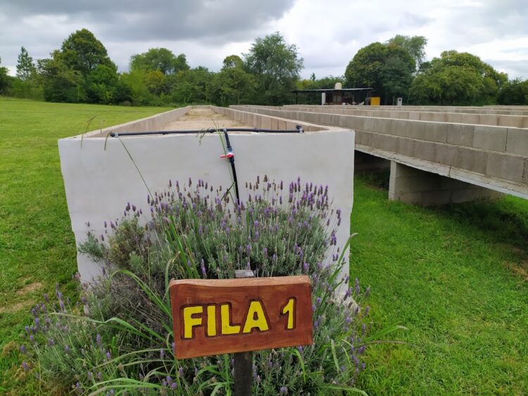 Entre las sierras de Córdoba funciona una especie de bóveda para atesorar… bulbos de azafrán