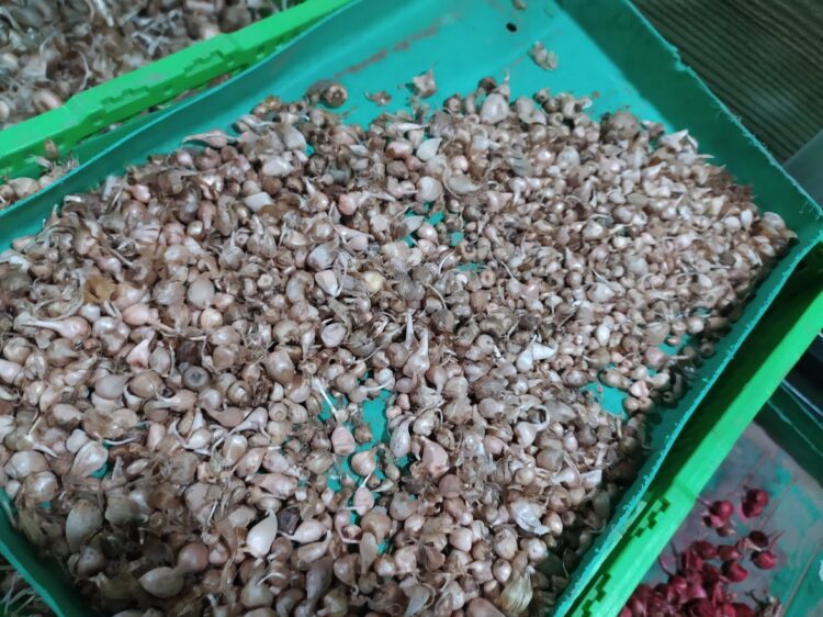 Entre las sierras de Córdoba funciona una especie de bóveda para atesorar… bulbos de azafrán