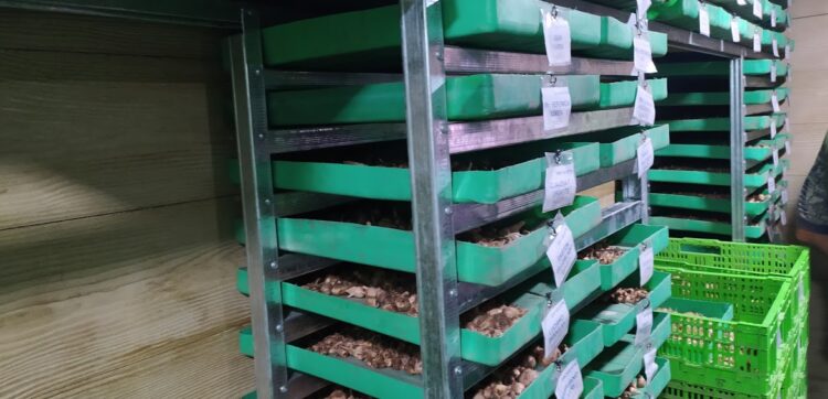 Entre las sierras de Córdoba funciona una especie de bóveda para atesorar… bulbos de azafrán