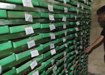 Entre las sierras de Córdoba funciona una especie de bóveda para atesorar… bulbos de azafrán