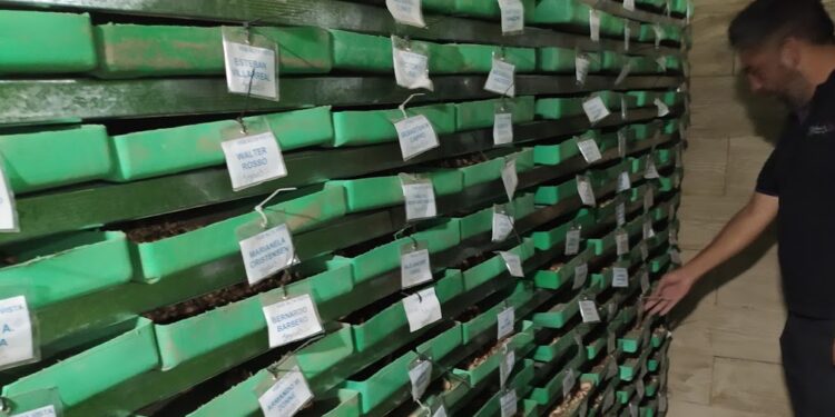 Entre las sierras de Córdoba funciona una especie de bóveda para atesorar… bulbos de azafrán